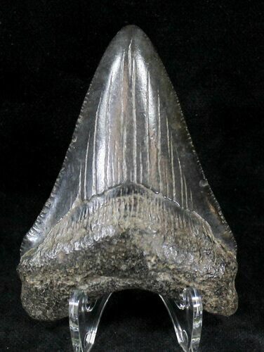 Black Megalodon Tooth - South Carolina #21245
